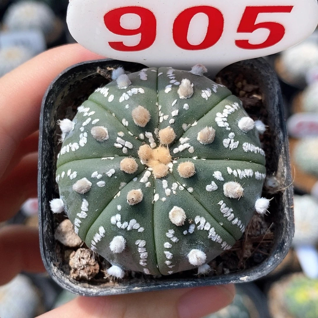 905美纹系列福利来袭