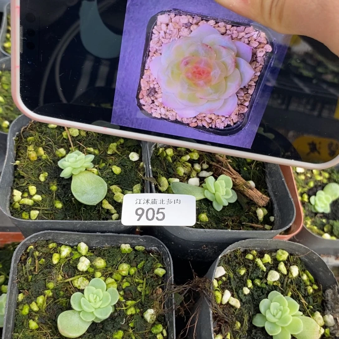 标905碧波一个量拍