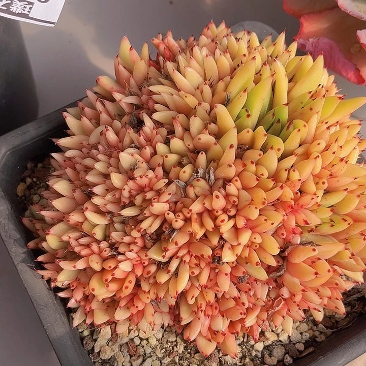 清纯乌木朵朵缀0983多肉植物