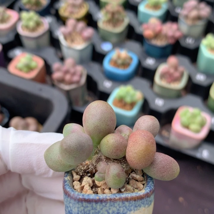 糖果美人石化血斑锦 石化的厉害 木质桩