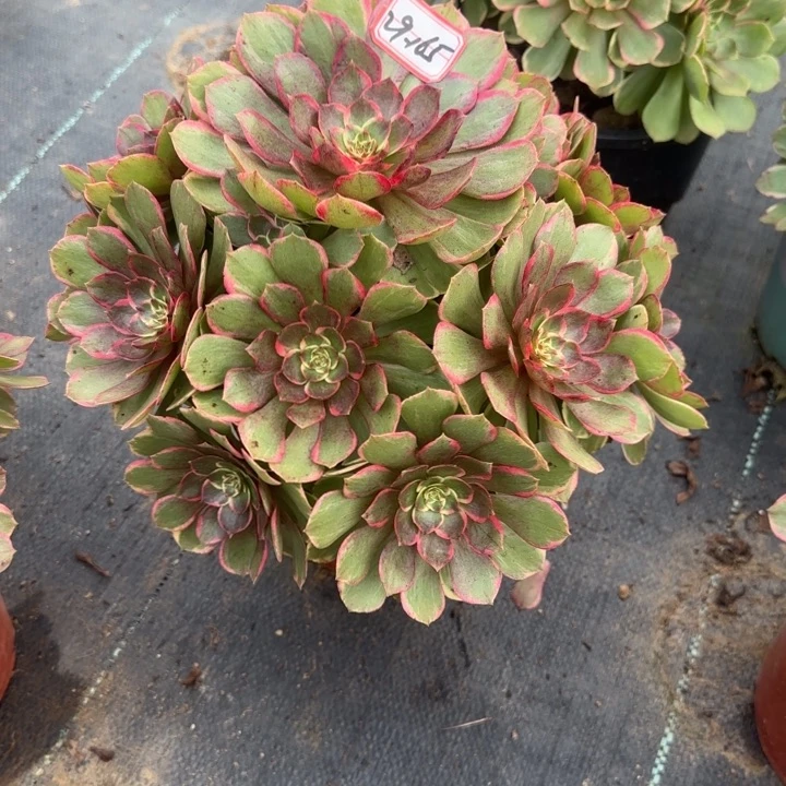 29-165粉花妖多肉不包断肢