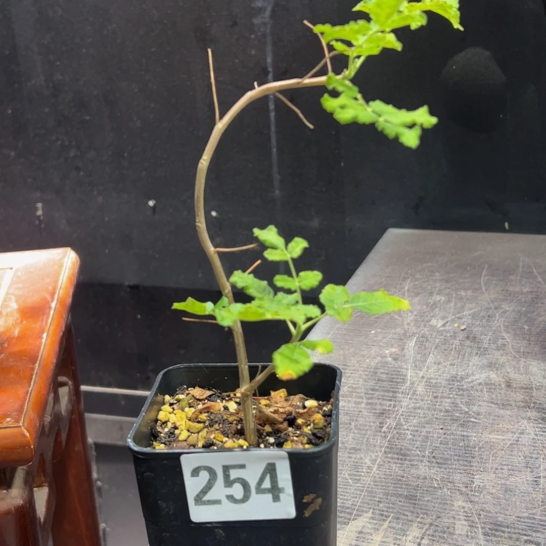 254啊蔓，造型好型8888888