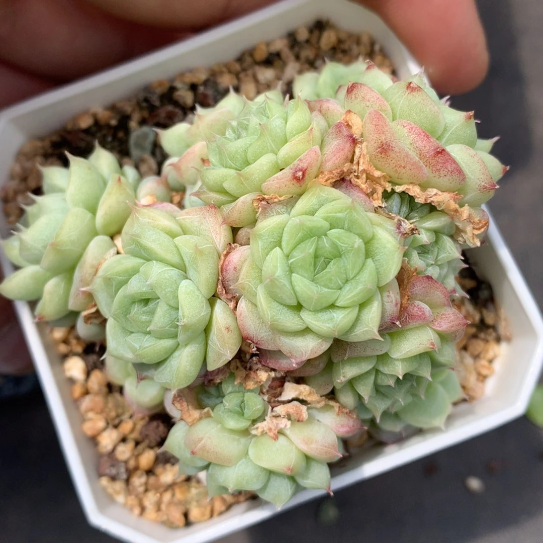 0531-287 珍妮优选