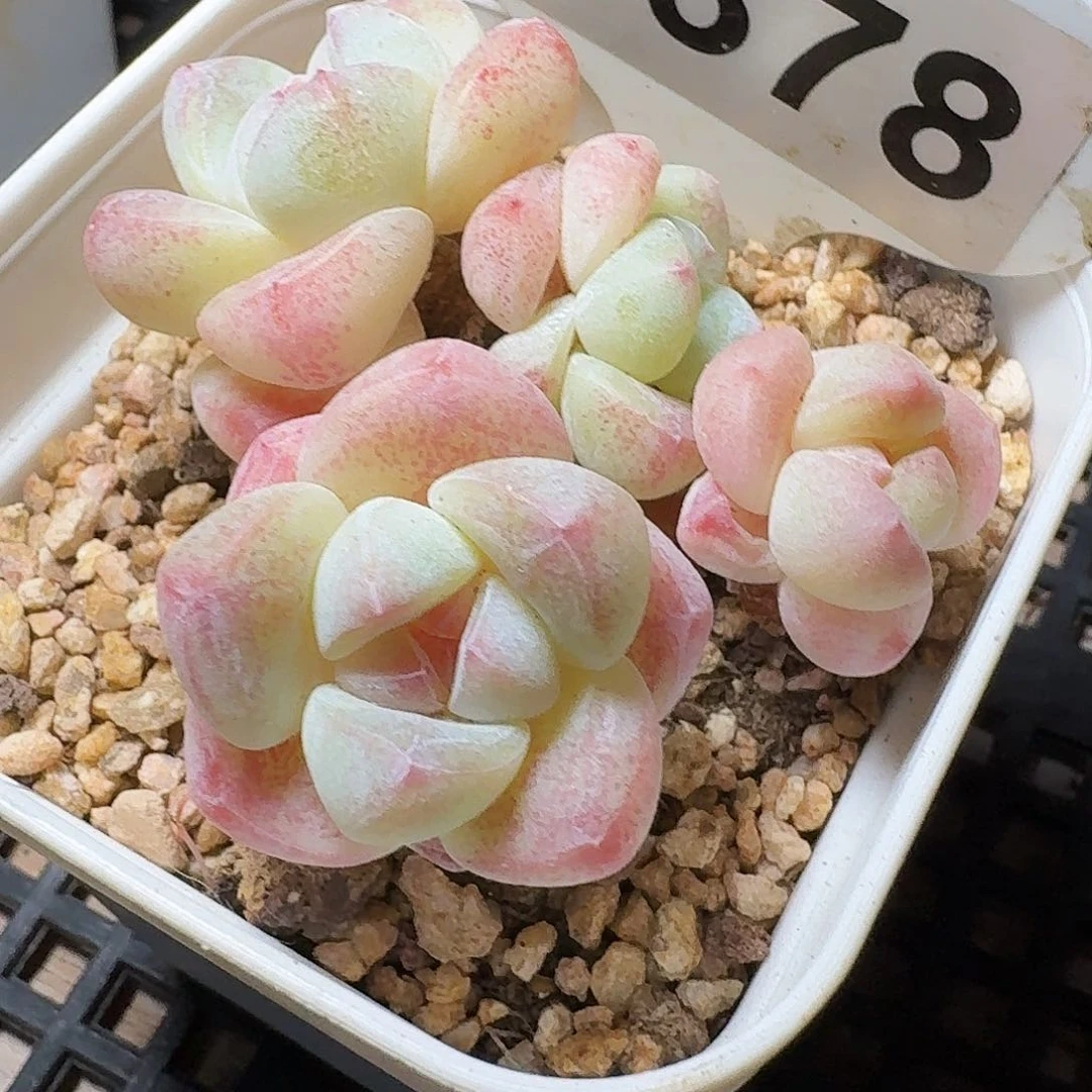 1378糖心冰玉4头包整