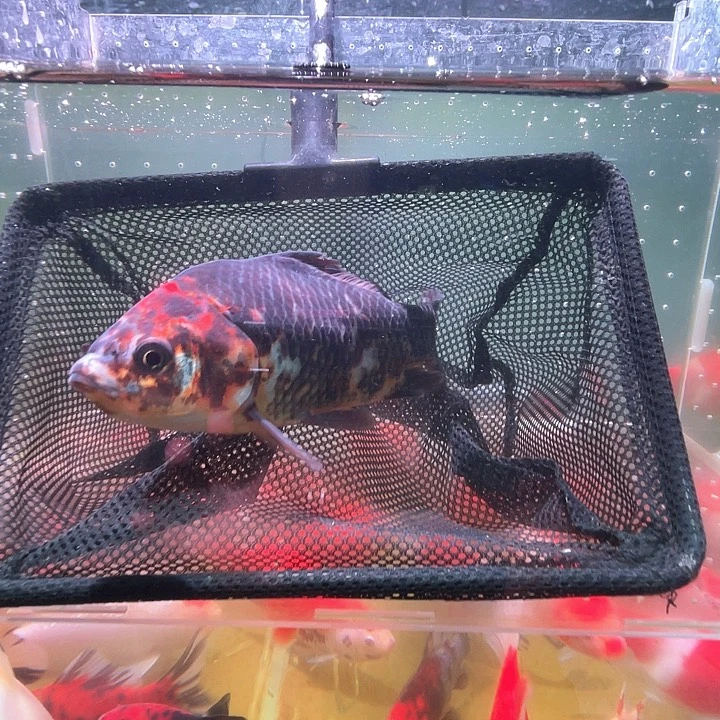 海水鱼品相自荐全场包邮