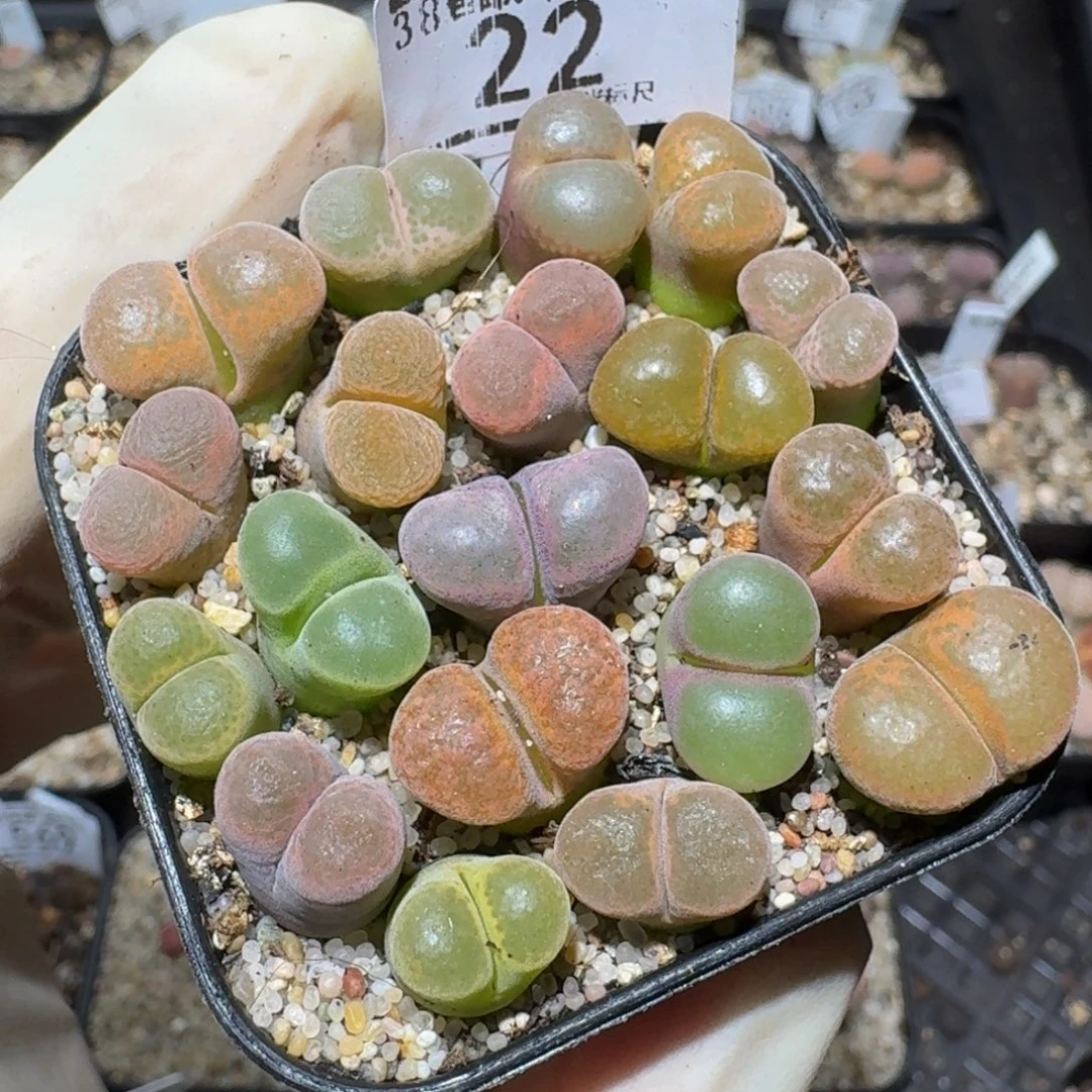 zzzzz精品生石花22