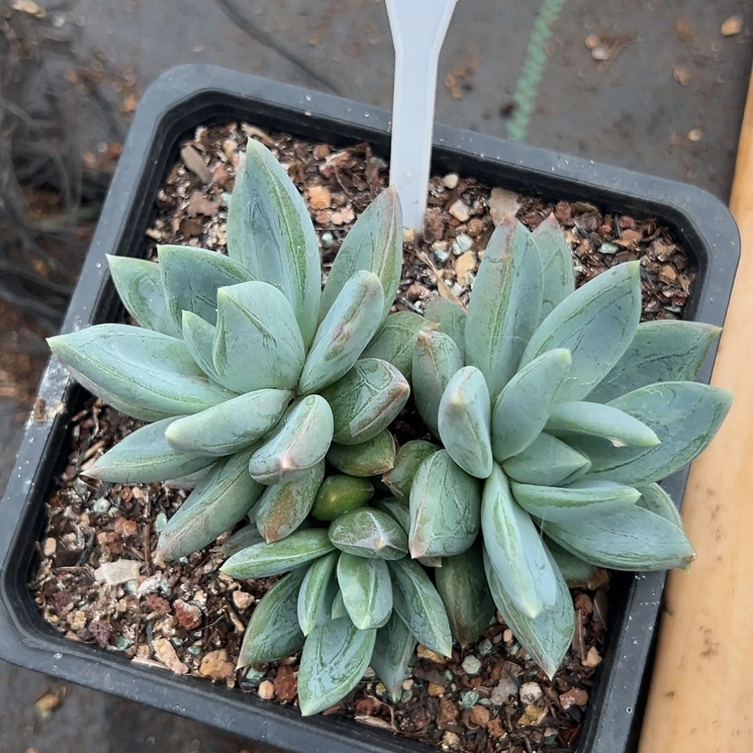 红蛋多肉植物583