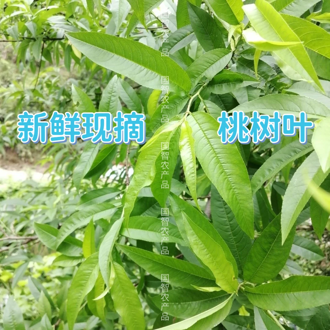 驱虫猫狗桃叶跳蚤现摘新鲜桃树叶桃树枝去邪清热怯湿止痒毛桃叶