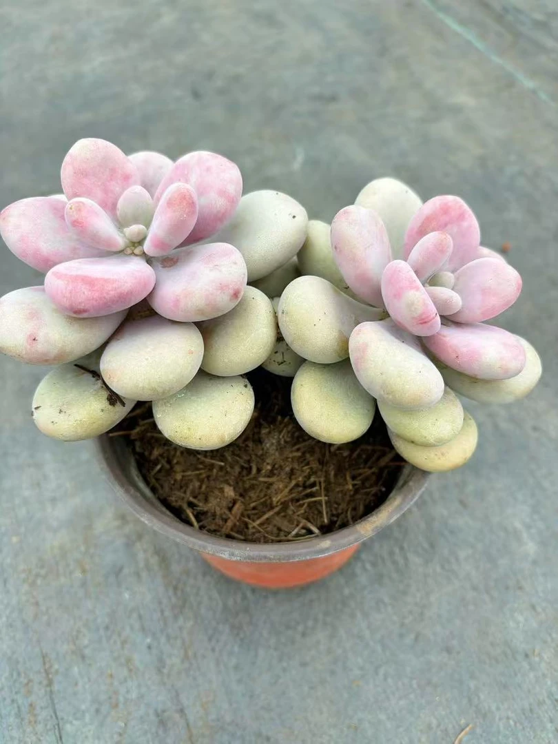 喜乐-桃蛋 圆粉胖桃蛋 带盆土发 多肉植物