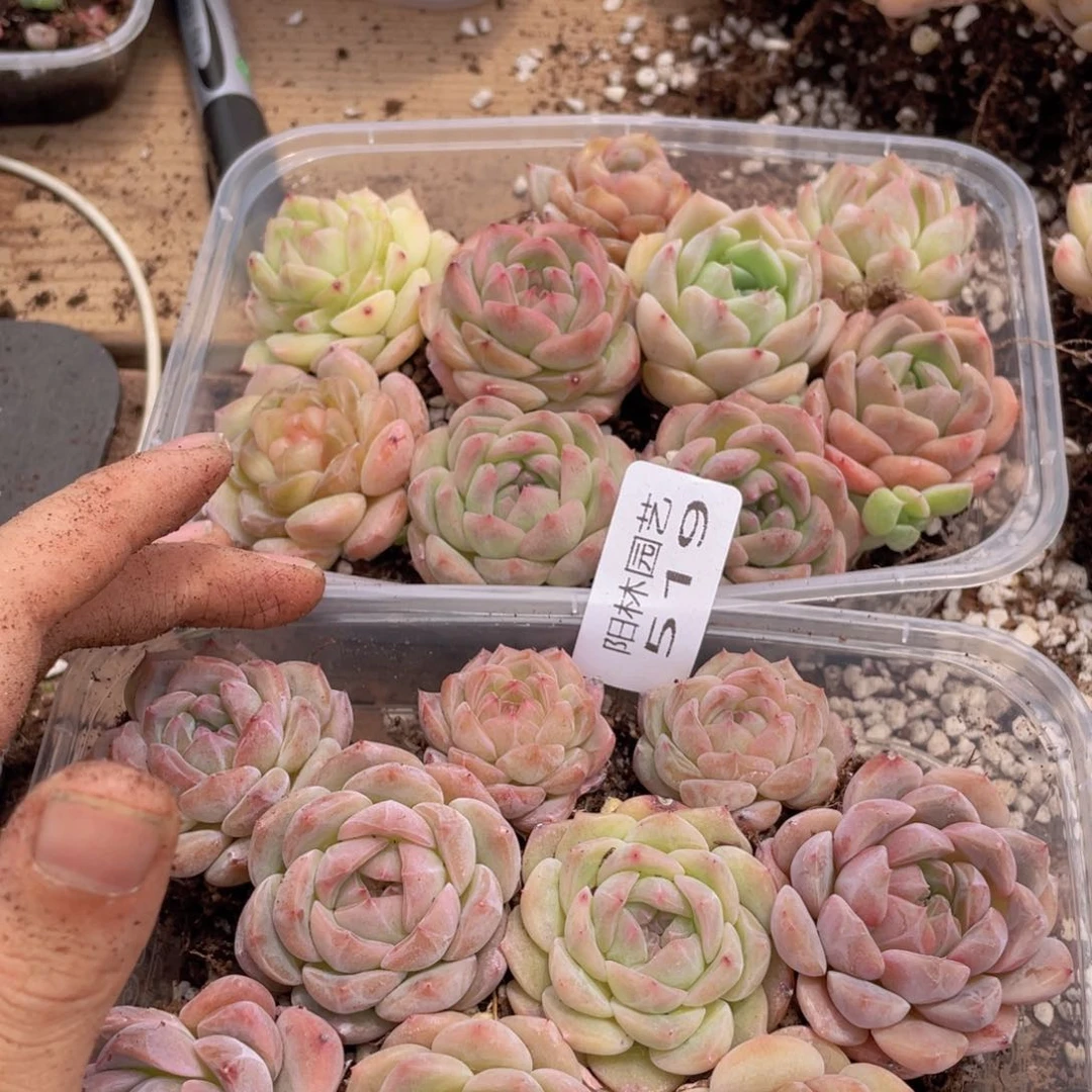 夏*量拍多肉植物多肉植物519