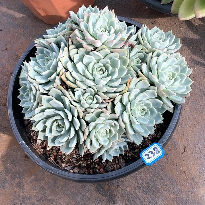 238杂 一物一拍多肉