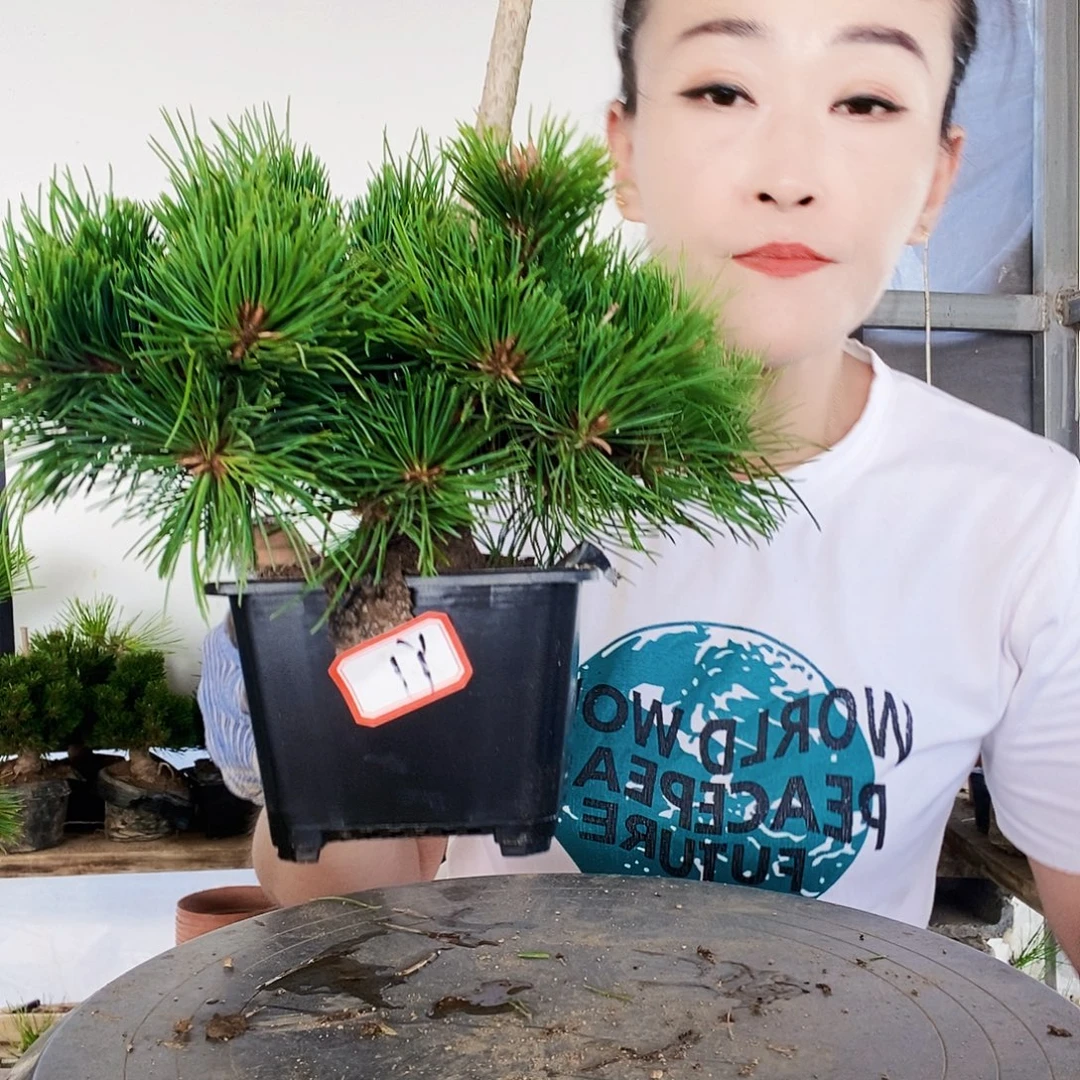 无花朵植物形态多年生草本