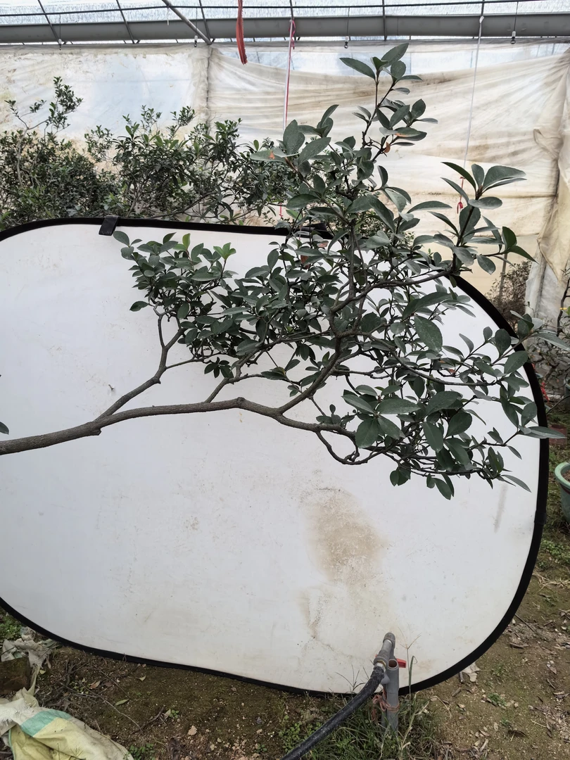 海岛春花石斑木自然艺术品