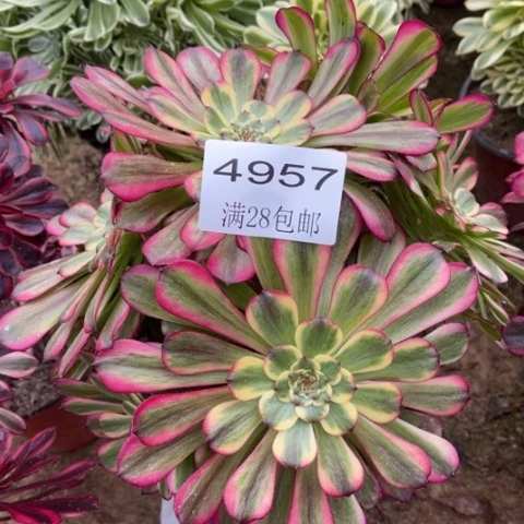 舞天姬多肉多肉4957