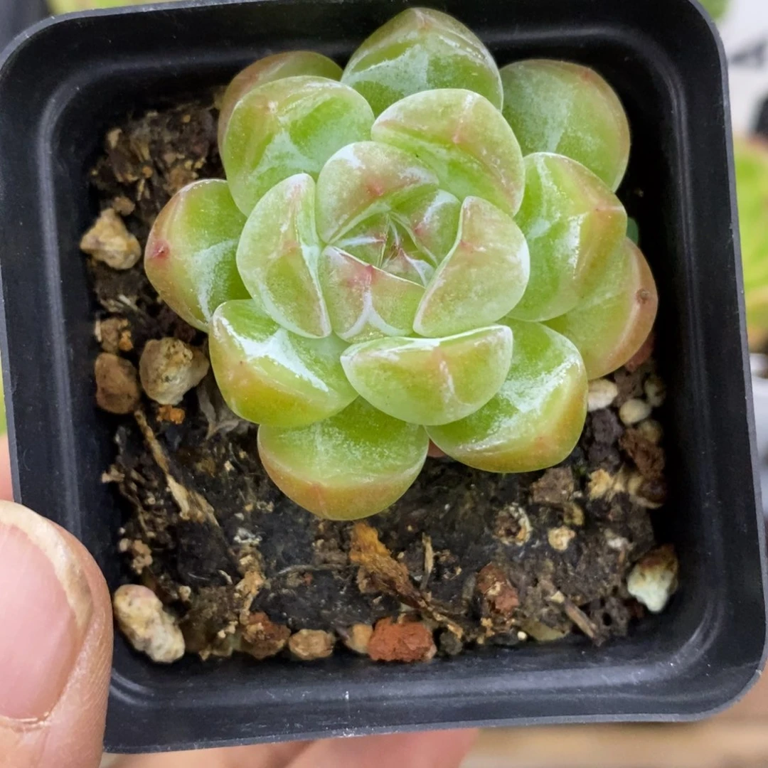 精品多肉一物一拍不包整227
