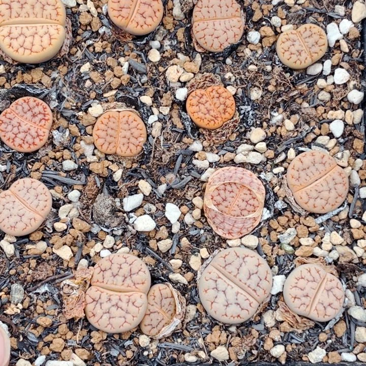 016荒玉带盆母本