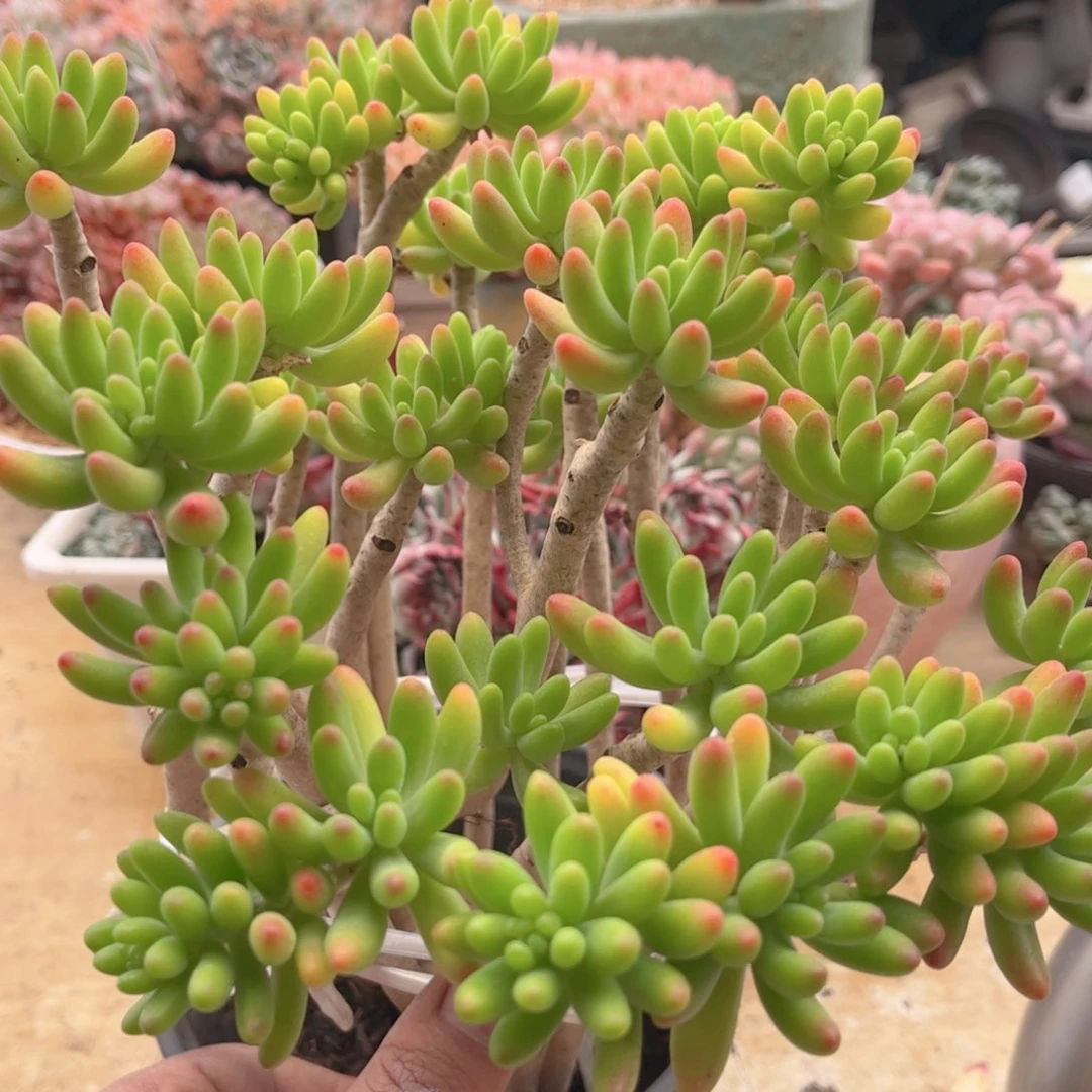 449八千带德华多肉