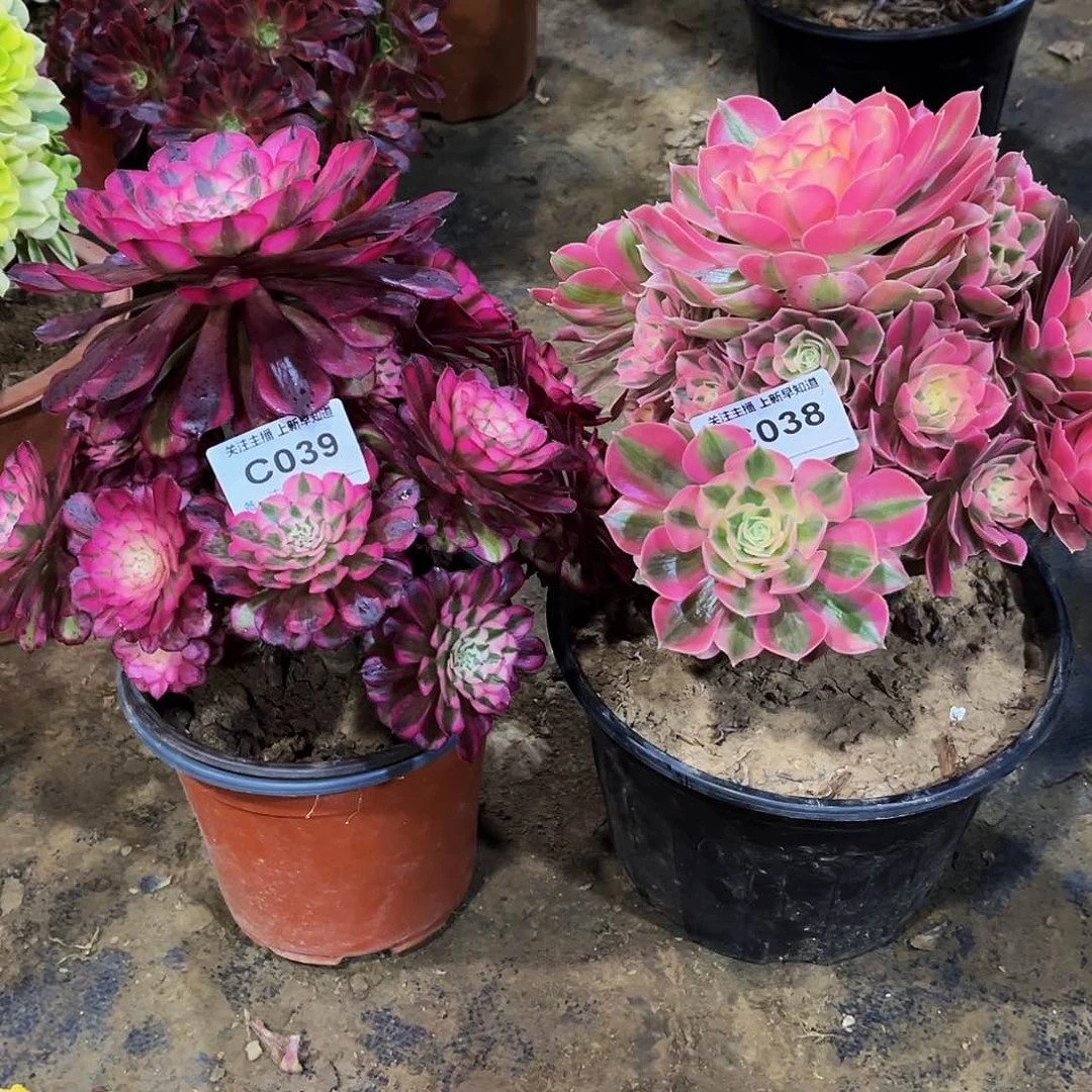 禹****苑多肉植物039.038红铜白，粉女巫