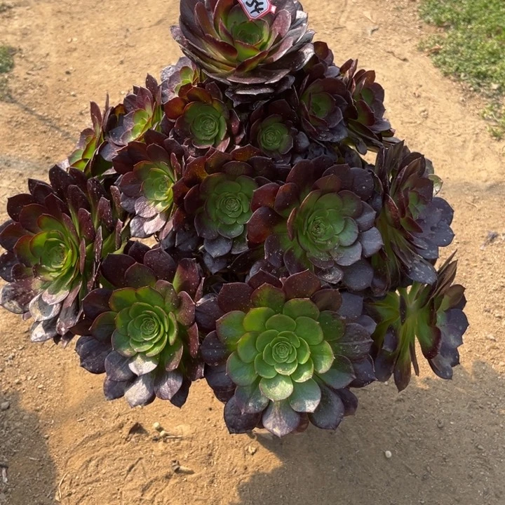 16-54赤焰莲多肉植物