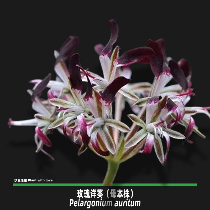 玫瑰洋葵/黑花洋葵 母本株 稀有牻牛儿苗科块根多肉植物