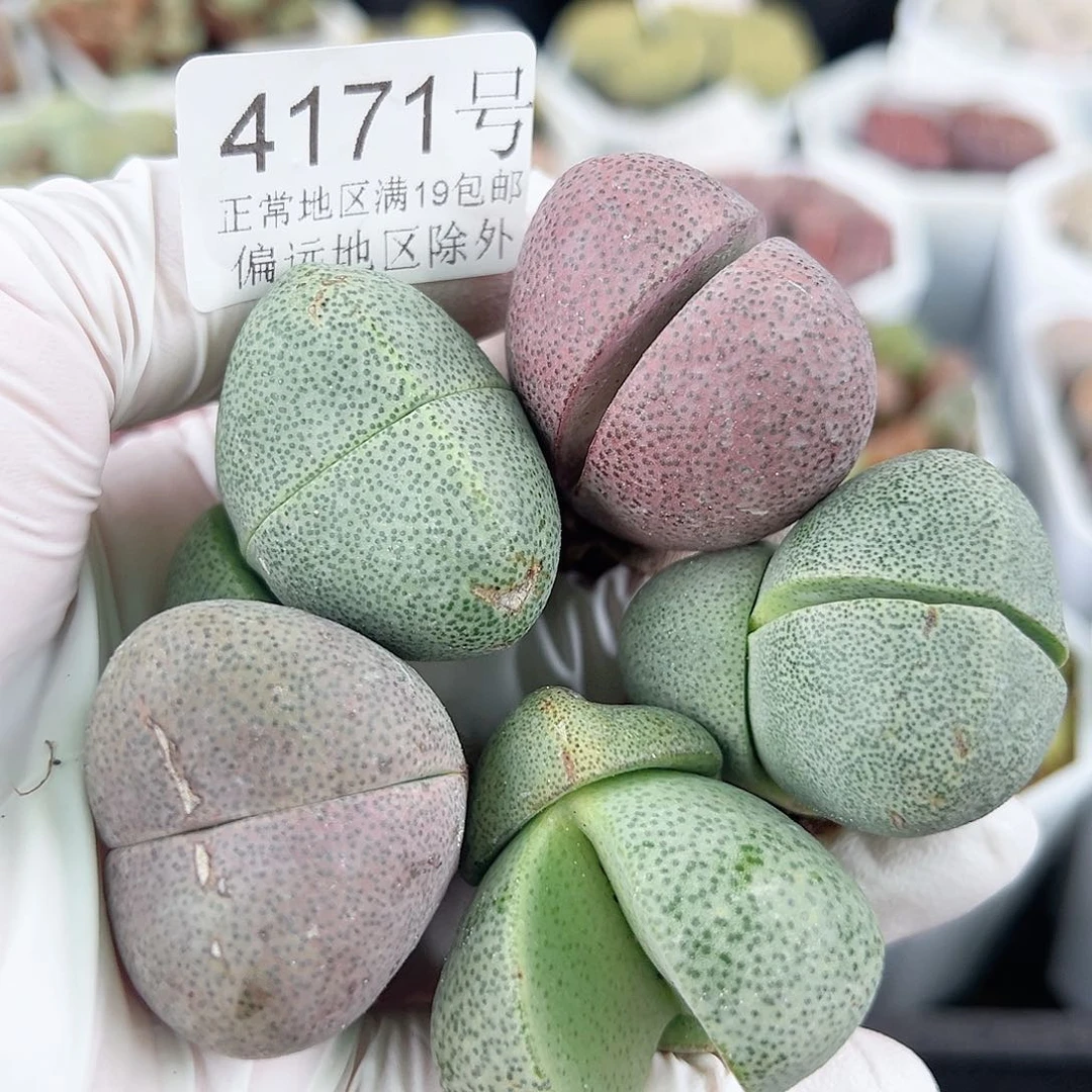 4171六年大元宝5个3-3.5cm