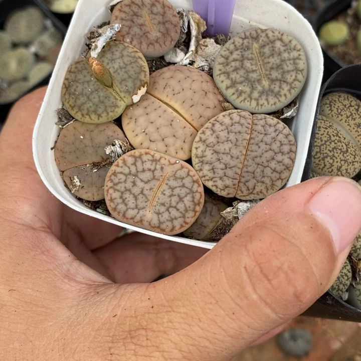 ****气生石花的季节是最904