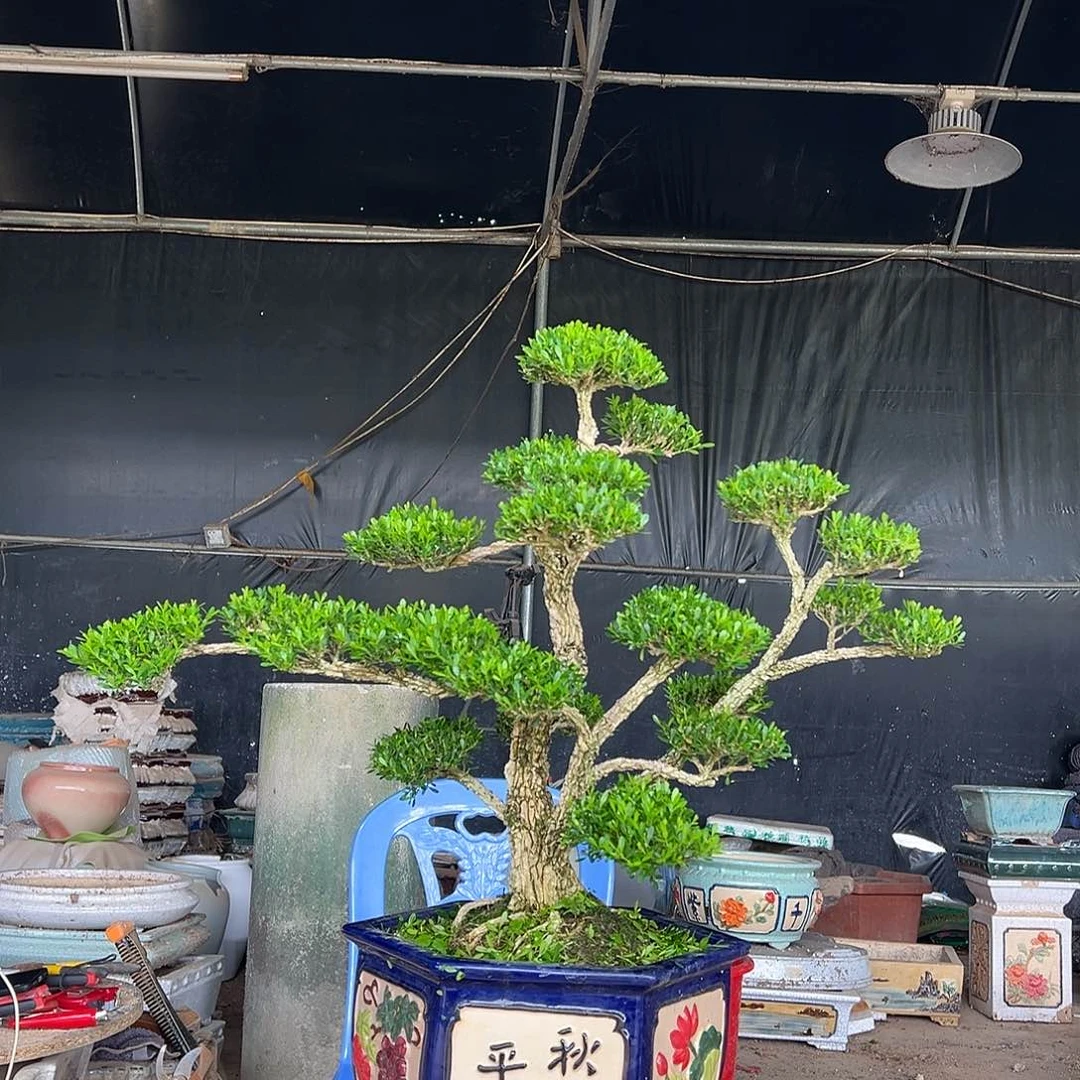 无花朵广东雀舌黄杨盆景