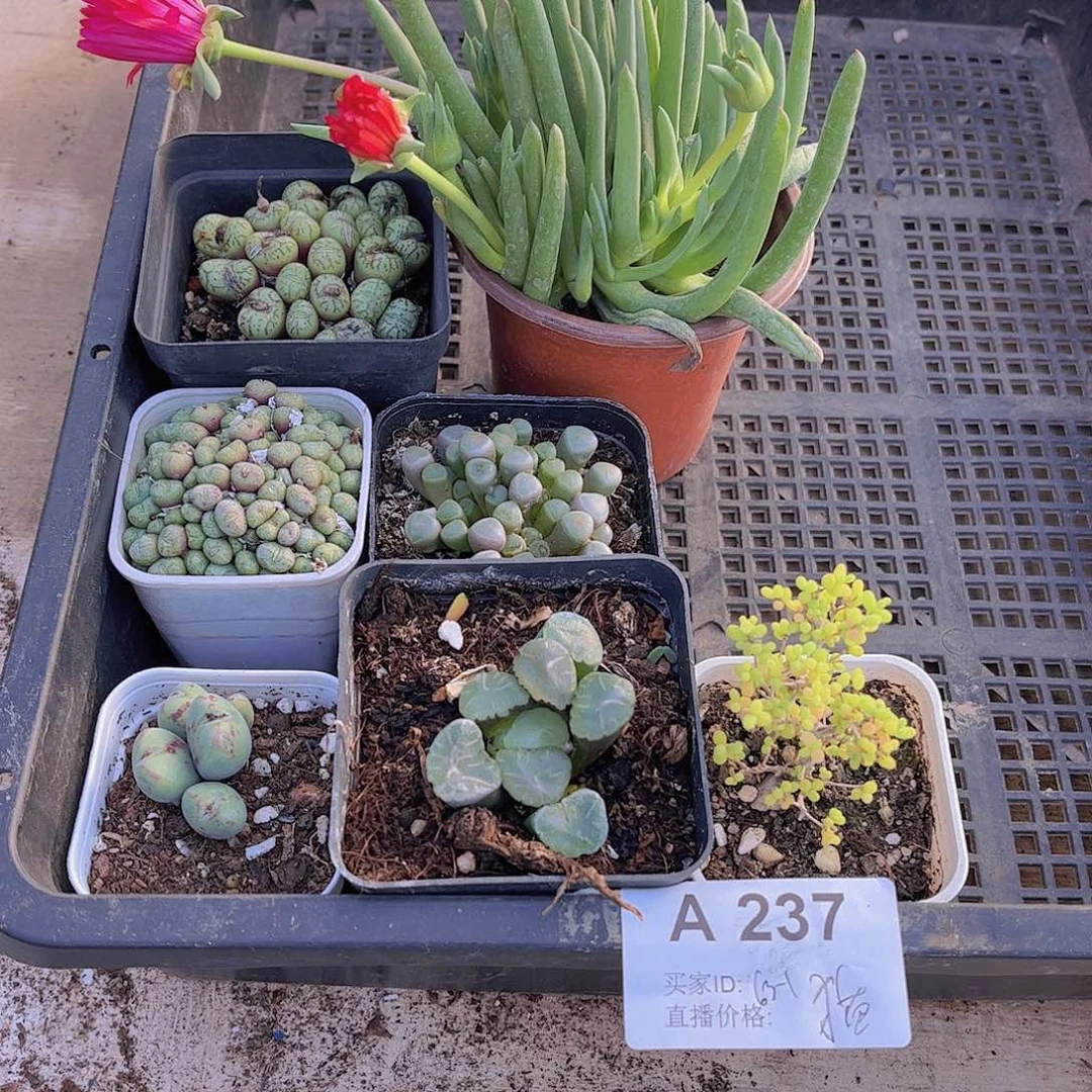 多肉237多肉植物