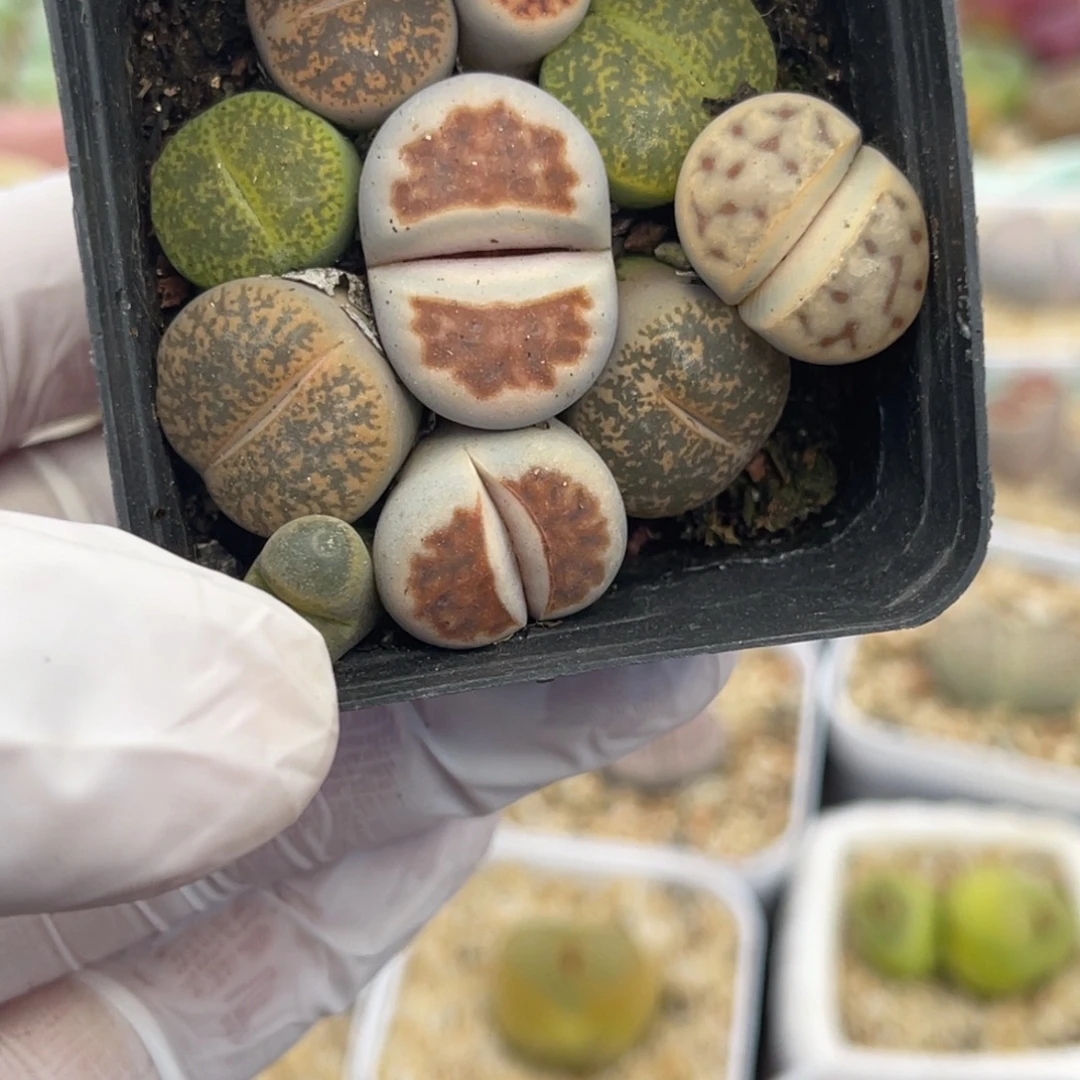 多肉植物一物一拍