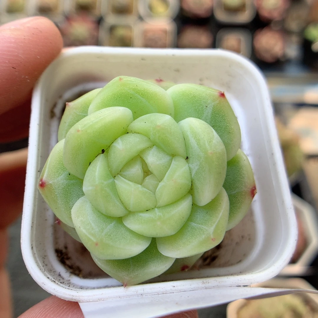 Q78优选灯泡珍妮，20包邮两天凑单偏远地区不发货