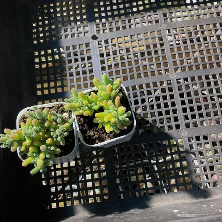 c****181号筐带盆土发