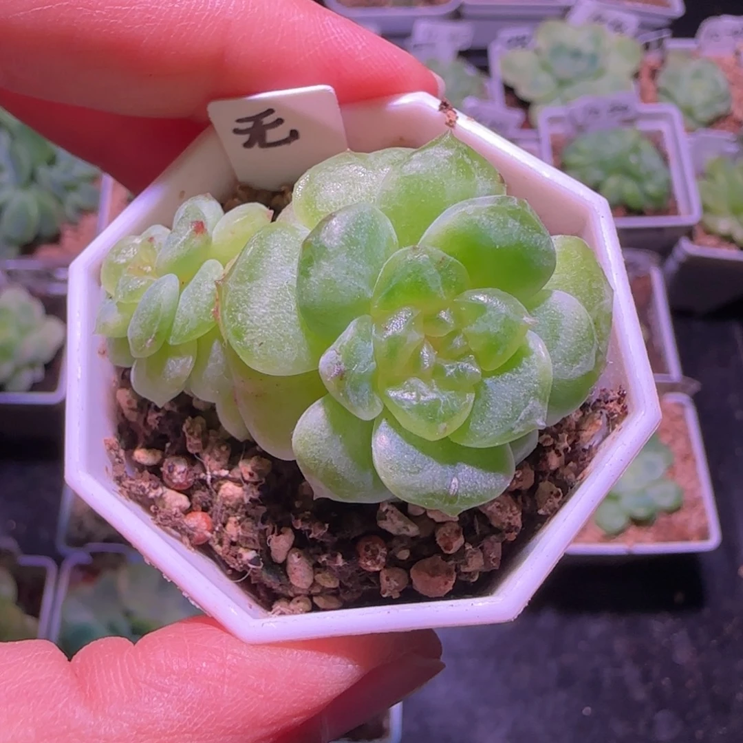 石化无尽灯双头多肉