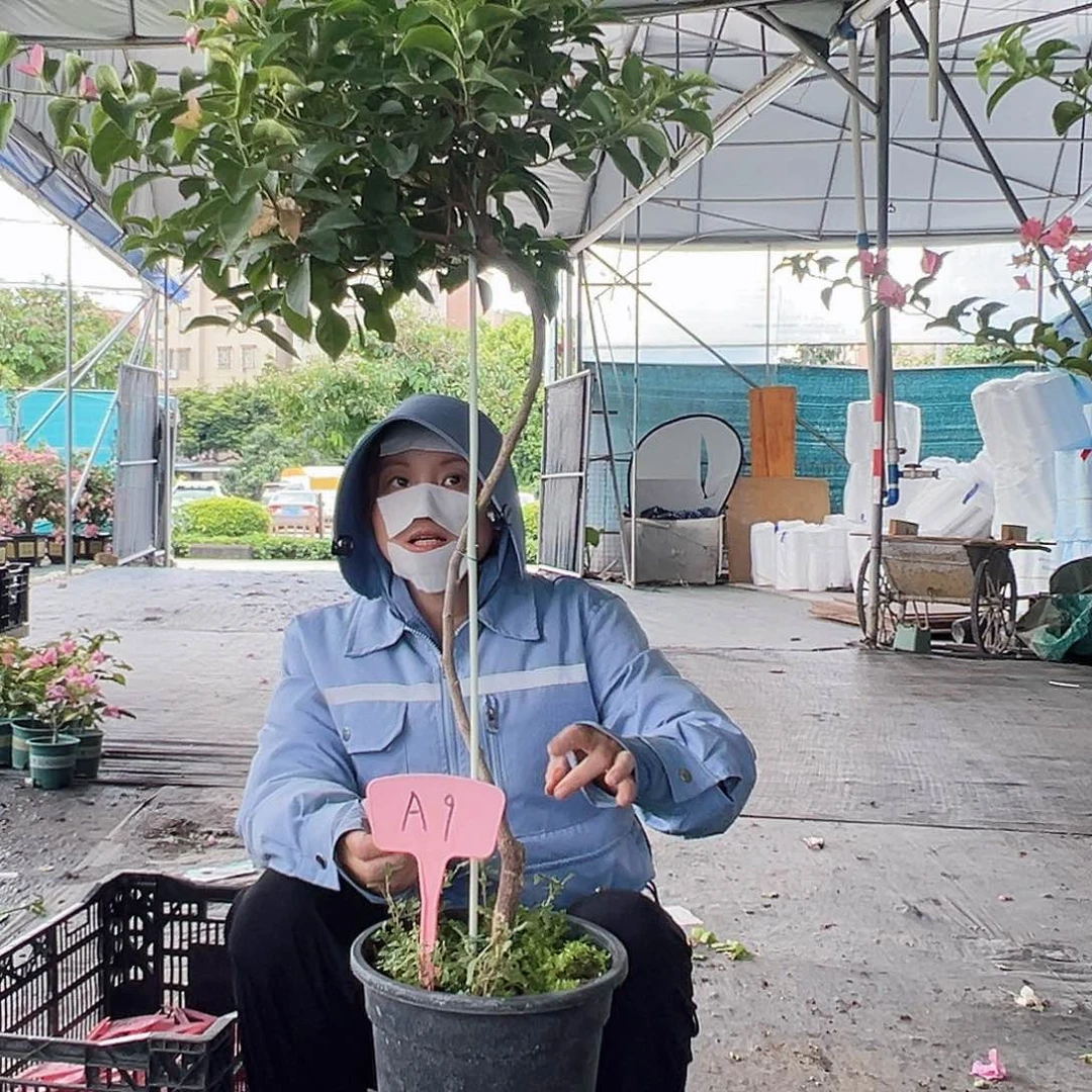 大部分开放少量花苞A9卡亚塔