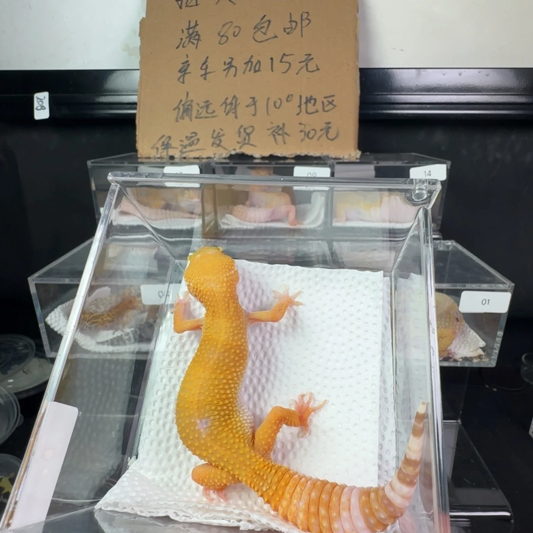 豹纹守宫阳光妹妹