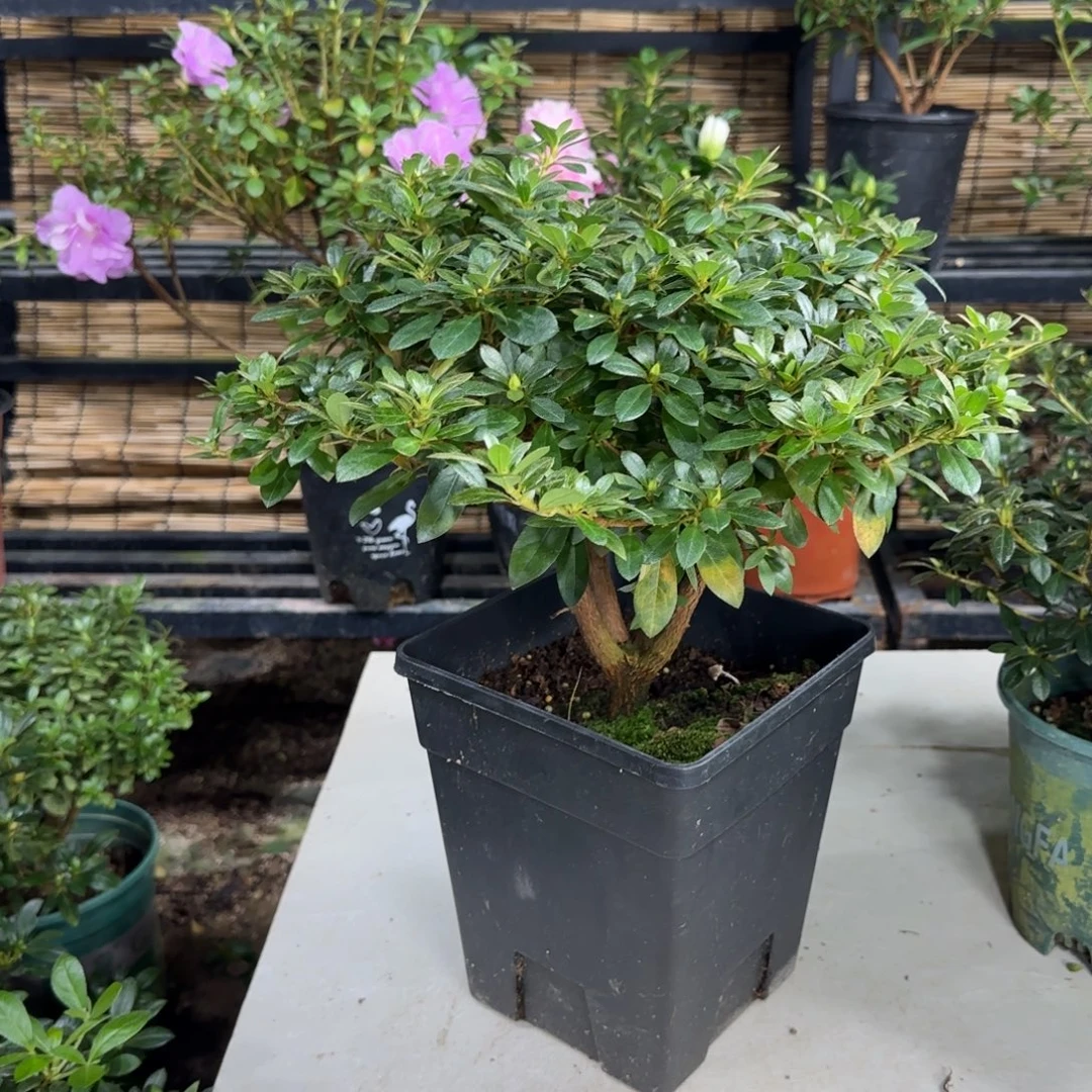 一***候完全开放鸨羽惠比须