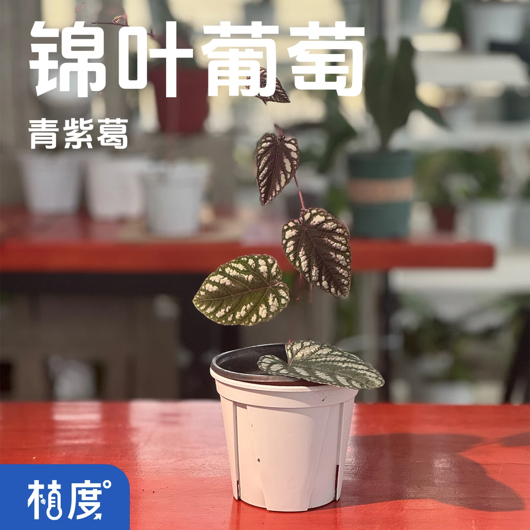 【植度|锦叶葡萄】银白斑驳耳环金属质感垂挂攀缘视觉焦点