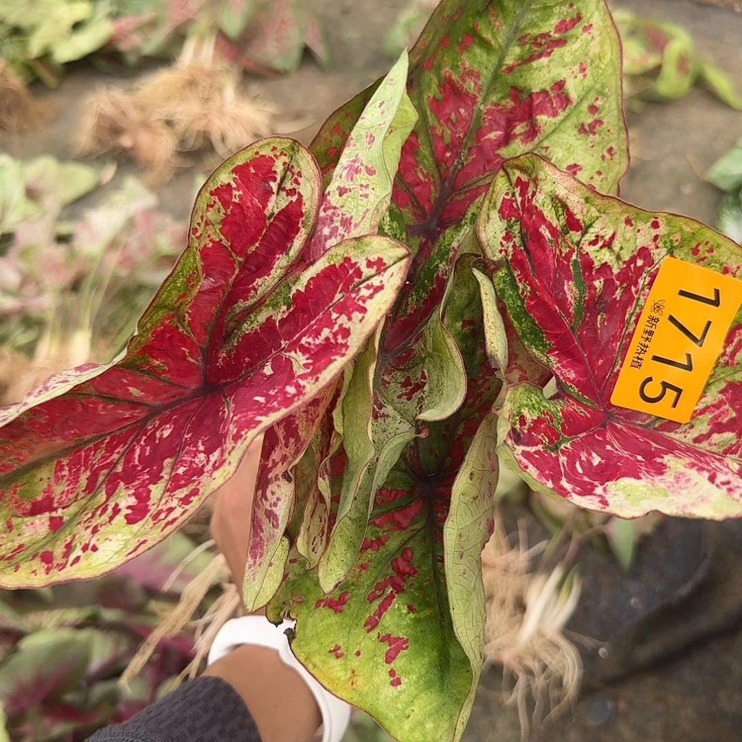 晚***鱼完全开放1715覆盆子裸球不售后