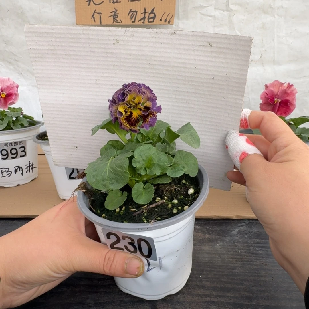 全部花朵230号角堇