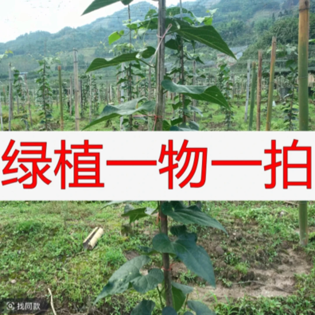 直播间一物一拍庭院绿植惊喜老桩盆栽地栽阳台室外开花欣赏清香型