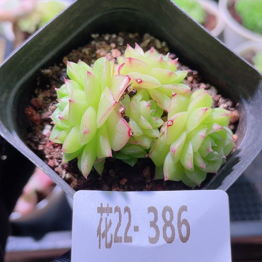花利美22-386麦秆