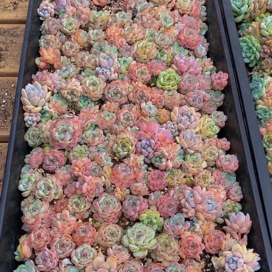 ℳ***࿐650的人在一起的时候就会