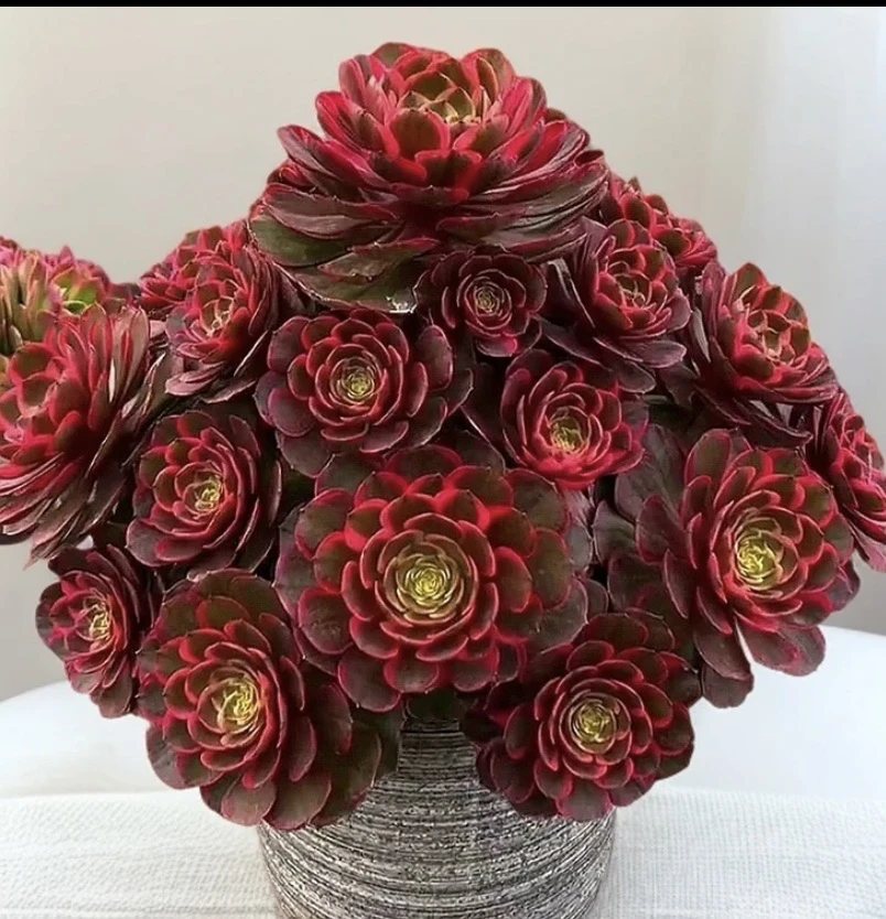 【粉花妖】红色系，高贵好养