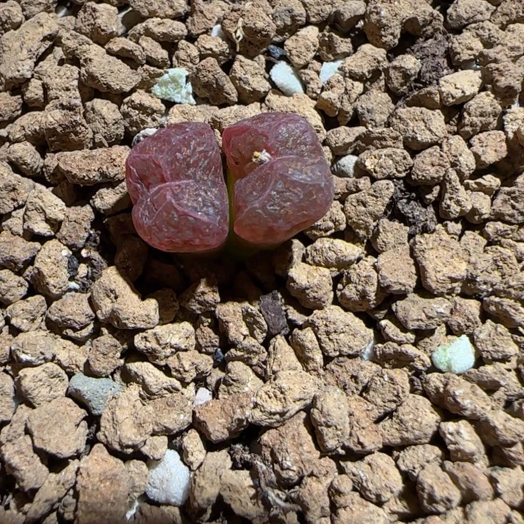 用***我肉锥多肉植物好看-1650