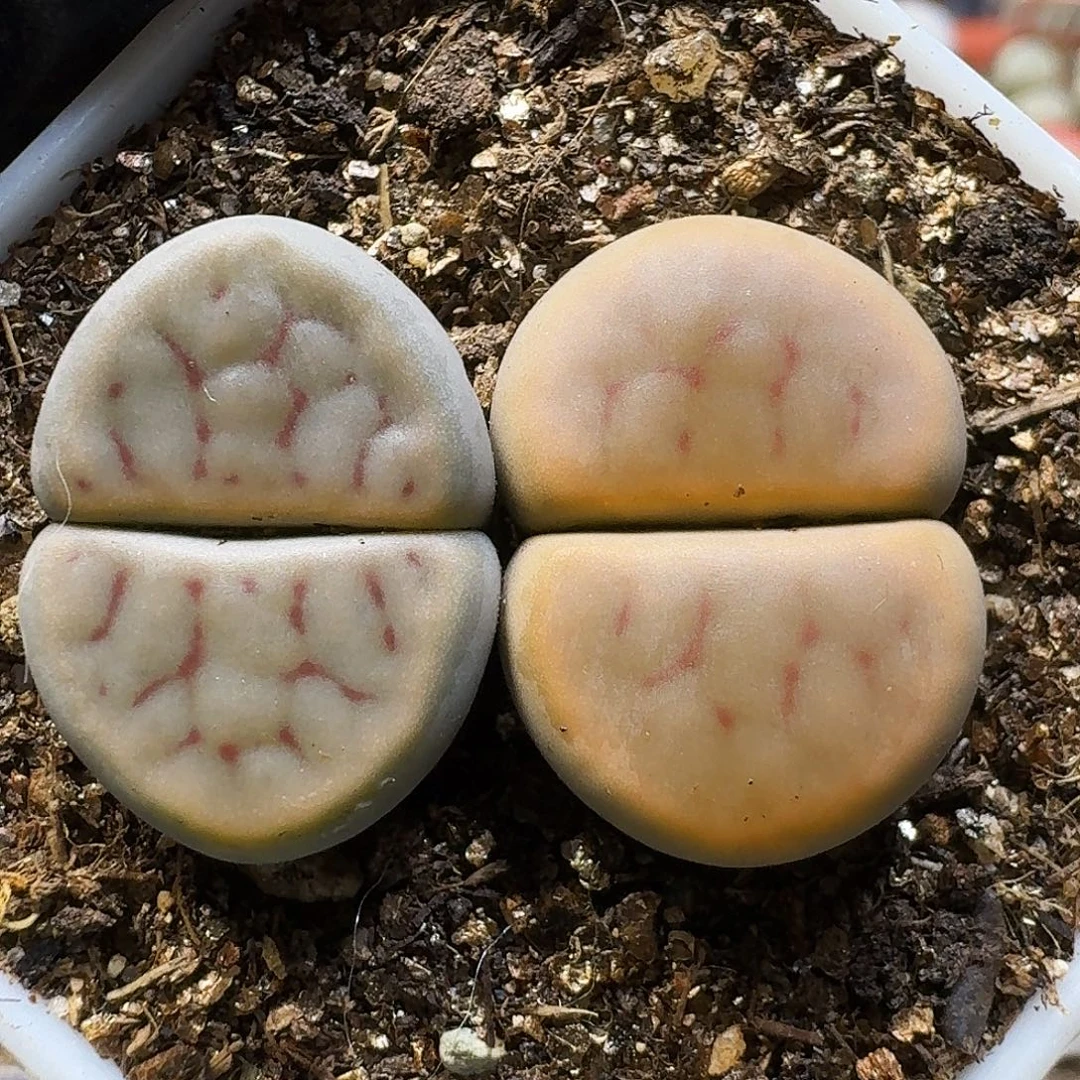 生石花111111。  158