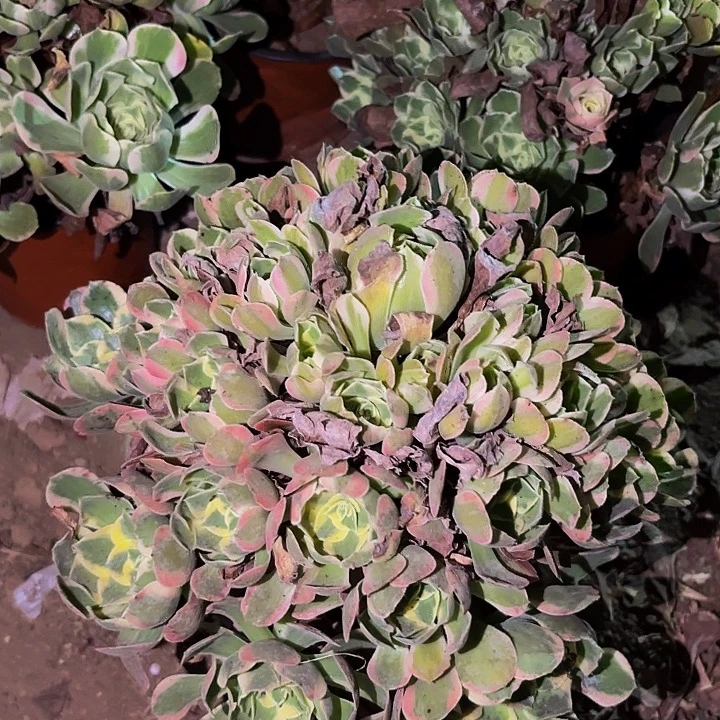 093妖月多肉植物不售后