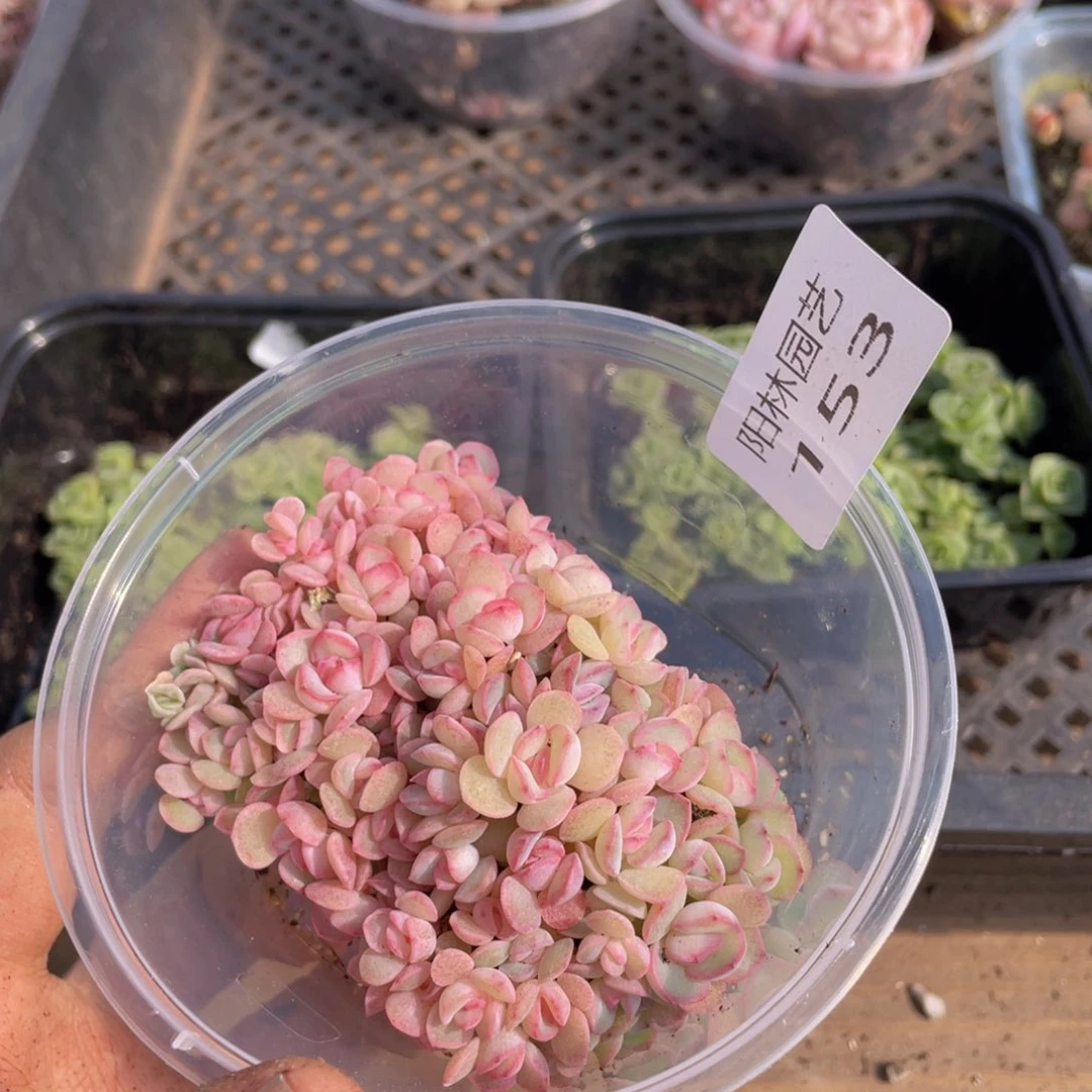 多肉植物多肉植物153