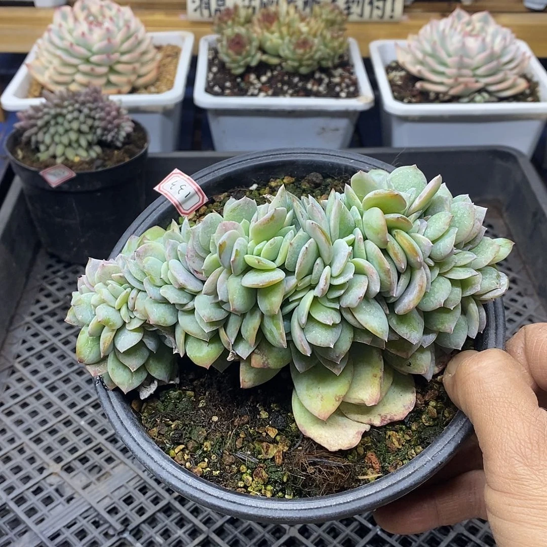 10133 大白凤缀化 需延时发货