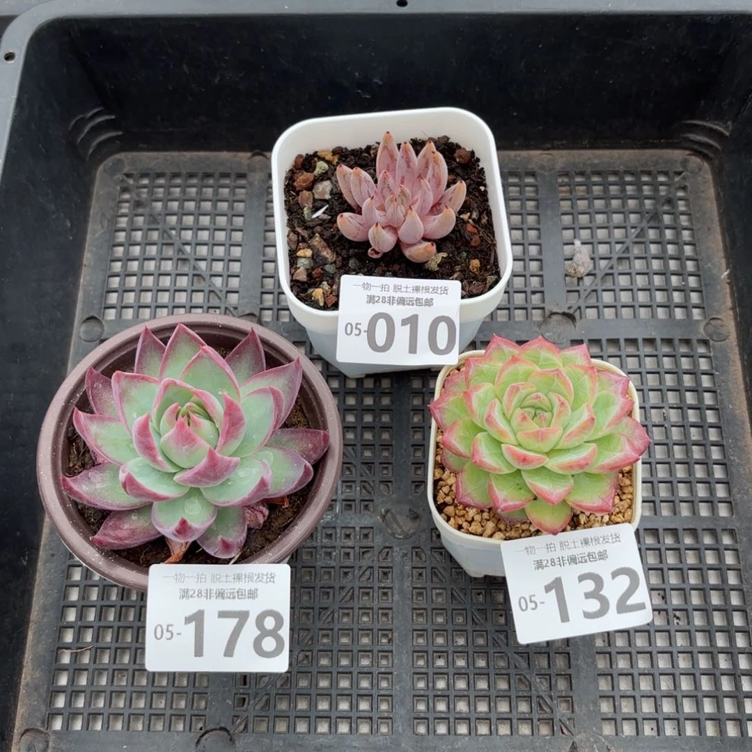 惊鸿仙子和魔爪冰魄