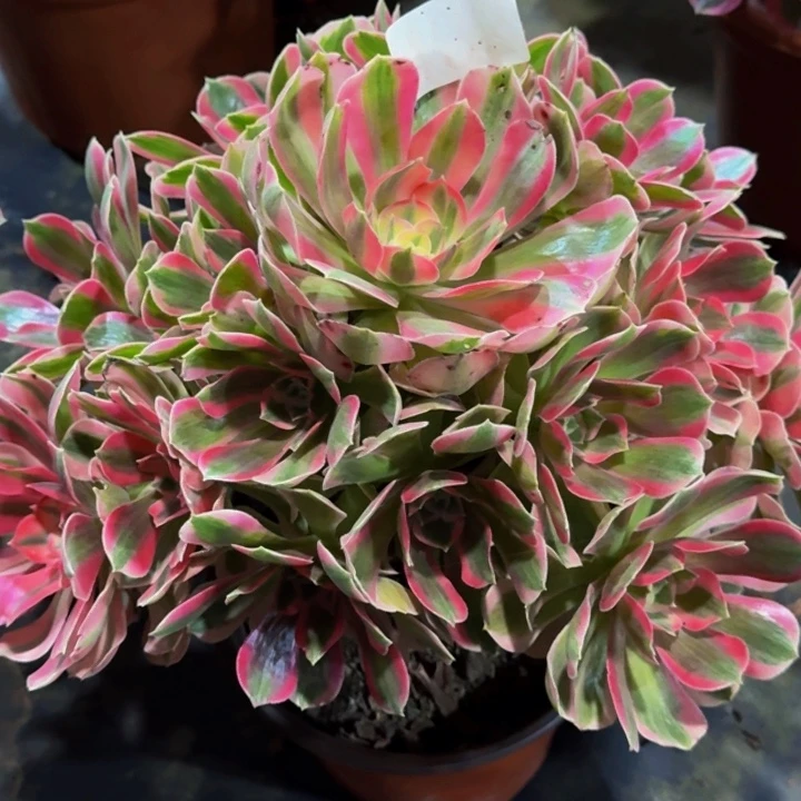 无花朵00000000438女郎