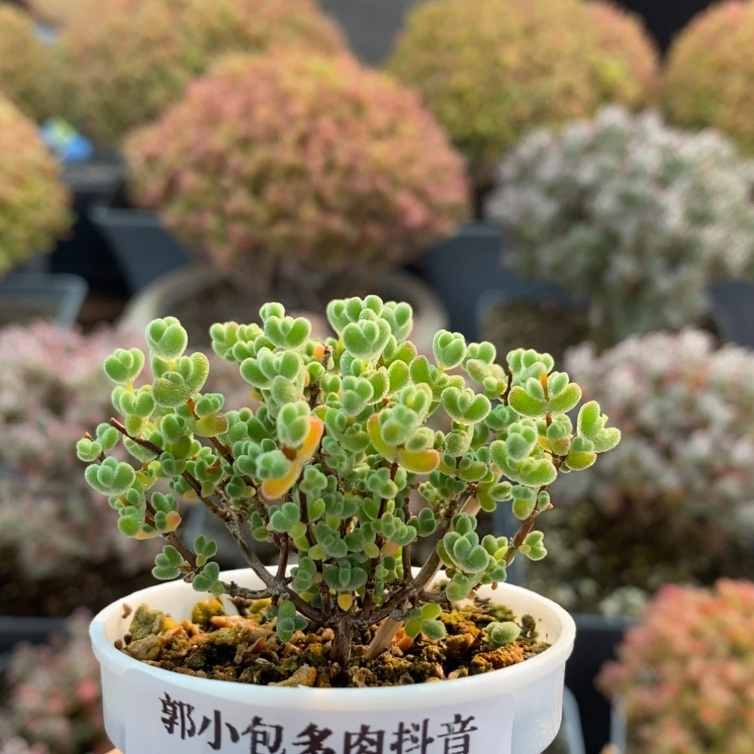 实生莱斯3951枝干番杏
